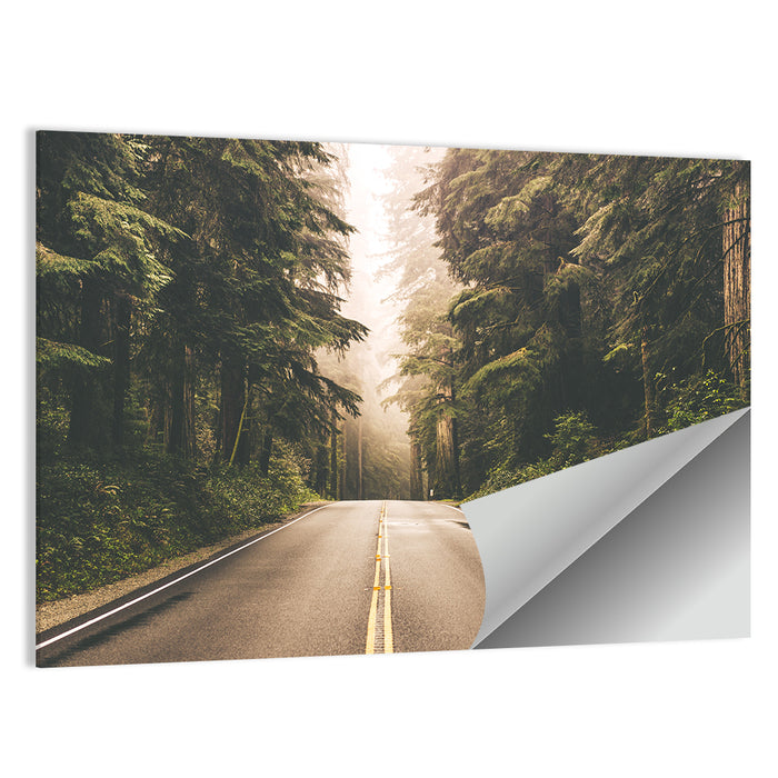 Redwood Highway, Northern California Wall Art as a poster print