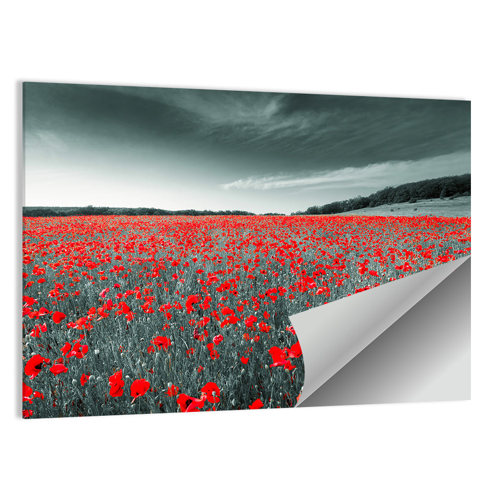 Red Poppy Field Wall Art