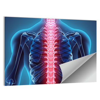 Human Spine Anatomy Illustration Wall Art
