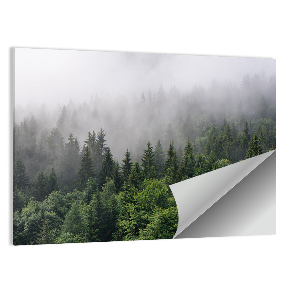 Misty Evergreen Forest Overview Wall Art
