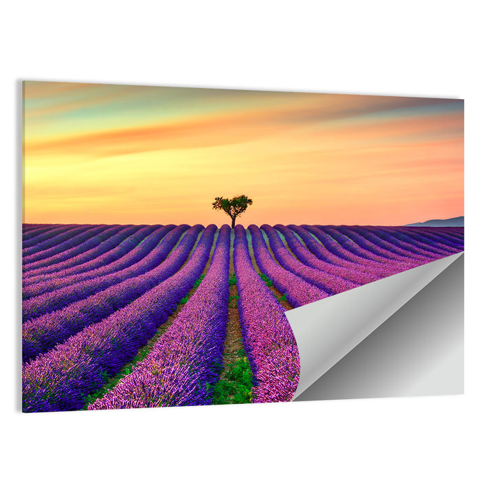 Lavender Field with Solitary Tree Wall Art as a poster print