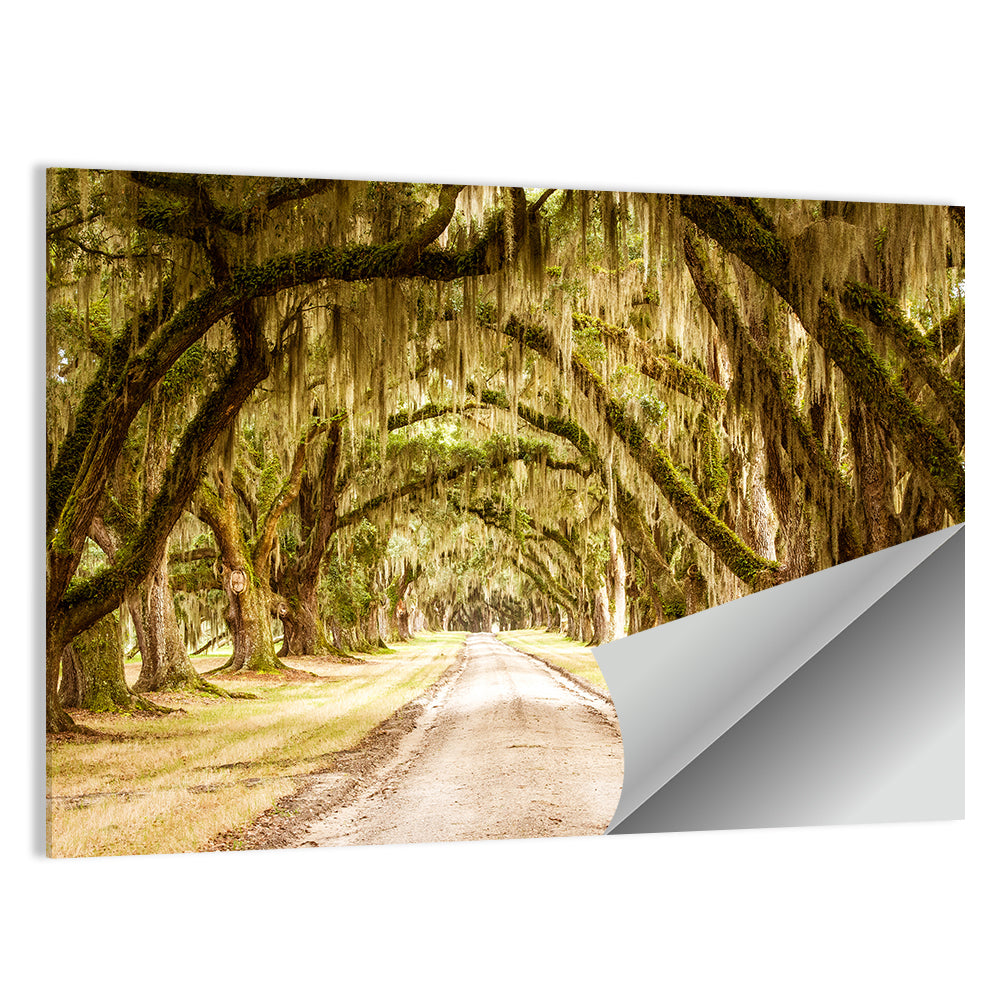 Oak Pathway Under Spanish Moss Wall Art