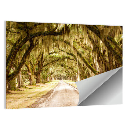 Oak Pathway Under Spanish Moss Wall Art