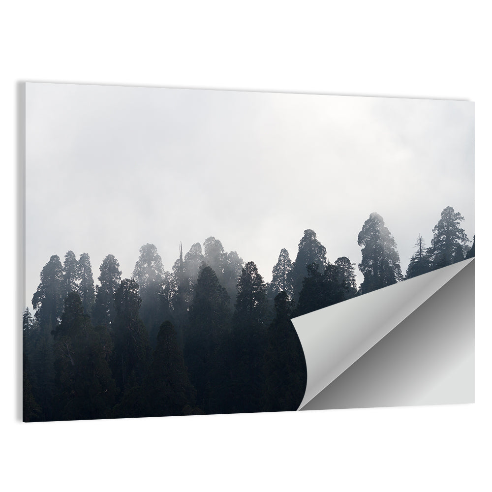 Redwood Forest In Mist Wall Art