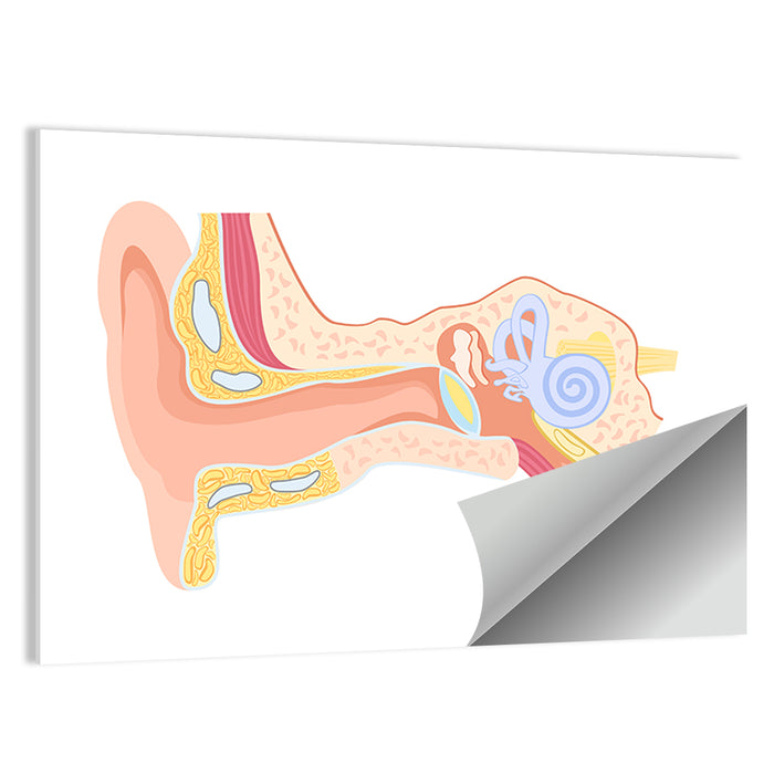 Human Ear Cross-section Diagram Wall Art as a poster print
