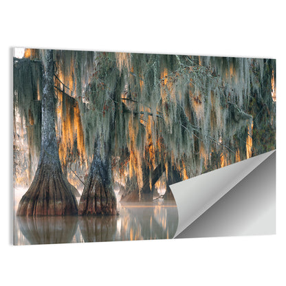 Bald Cypress Trees With Hanging Spanish Moss Wall Art