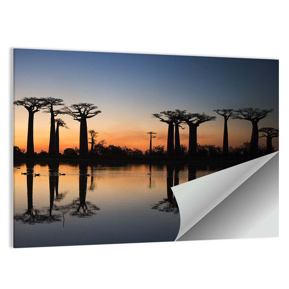 Avenue of the Baobabs at Sunrise Wall Art