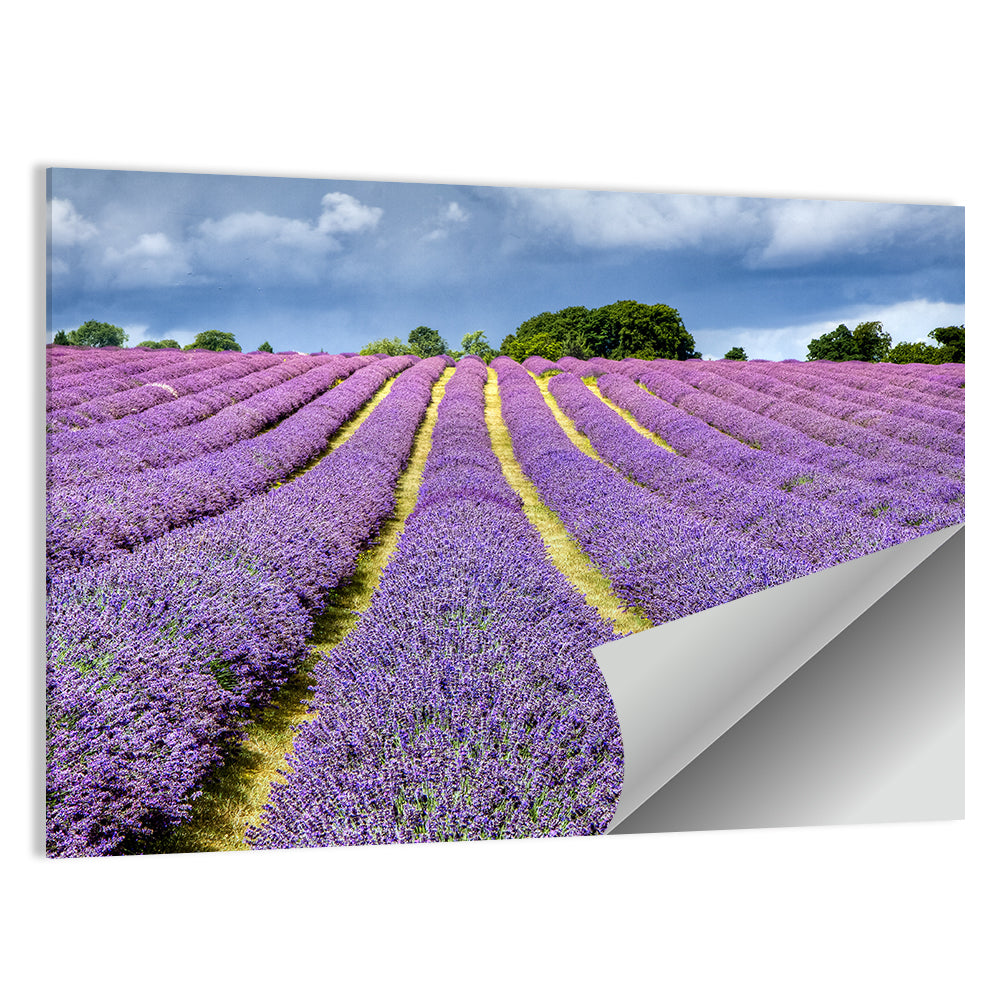 Banstead Lavender Field Wall Art