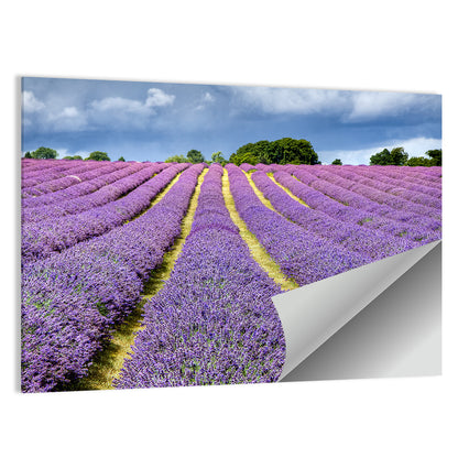 Banstead Lavender Field Wall Art