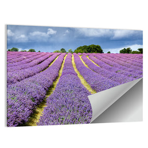 Lavender Field In Banstead Surrey Wall Art