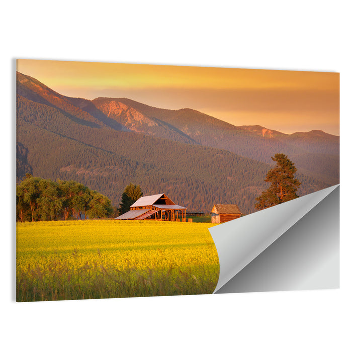 Rapeseed Field and Barn at Golden Hour Wall Art as a poster print
