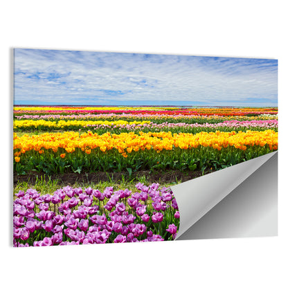 Rows of Colorful Tulip Fields Wall Art