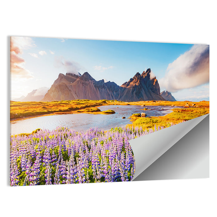 Lupine Fields at Vestrahorn Wall Art as a poster print