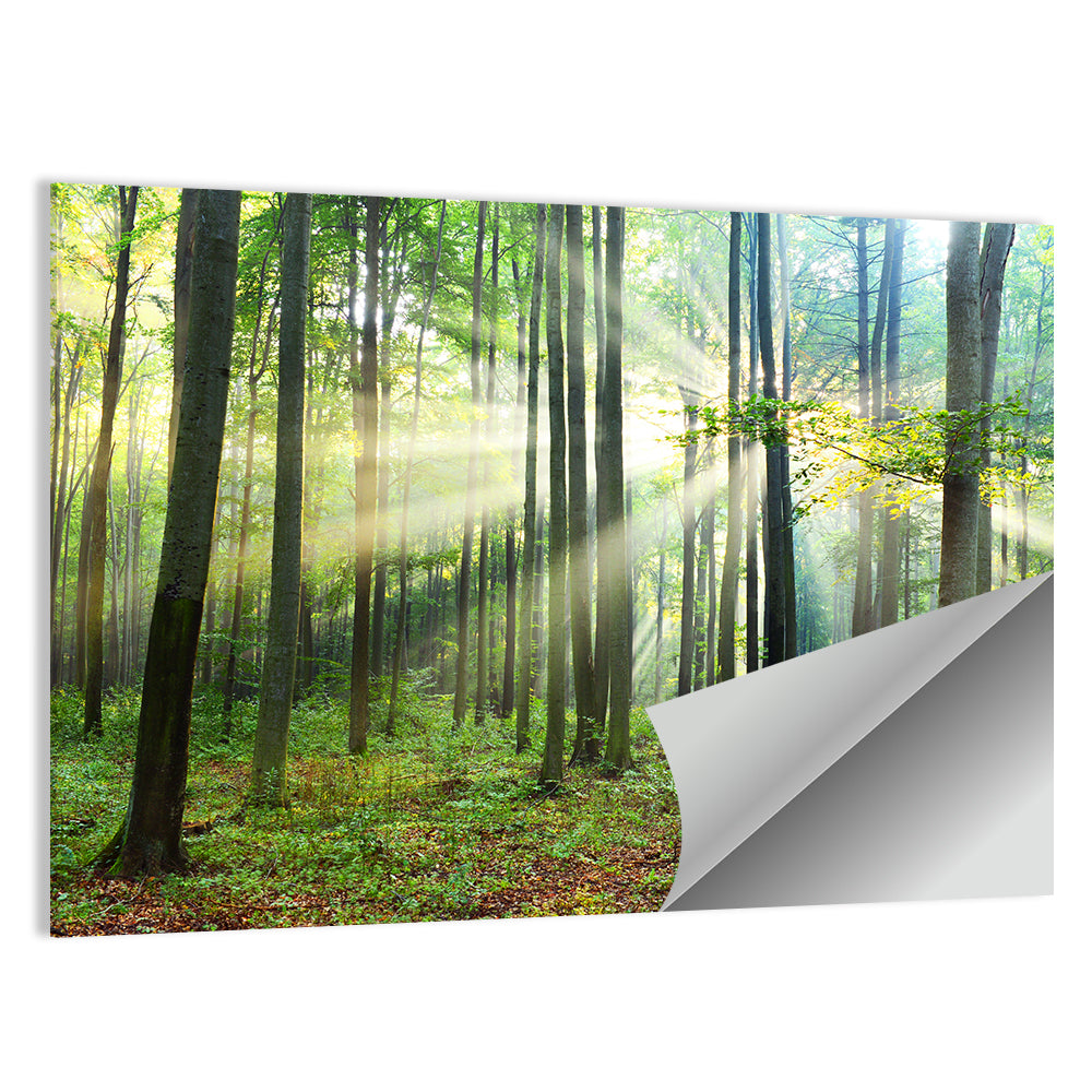 Morning Light in the Forest Wall Art