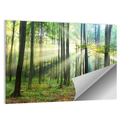 Morning Light in the Forest Wall Art