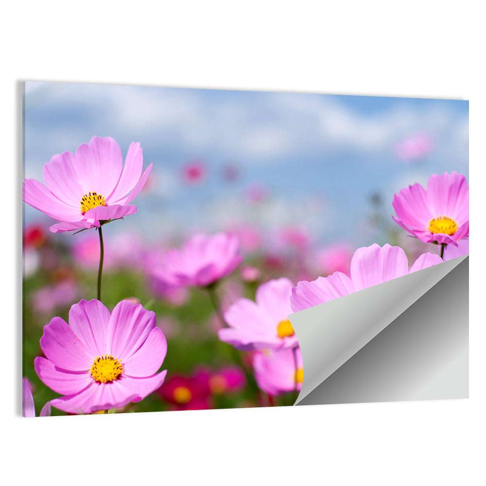 Pink Cosmos Meadow Under Blue Sky Wall Art