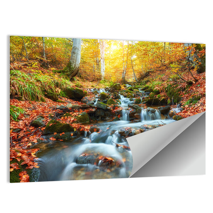 Backlit Autumn Forest Stream Wall Art as a poster print