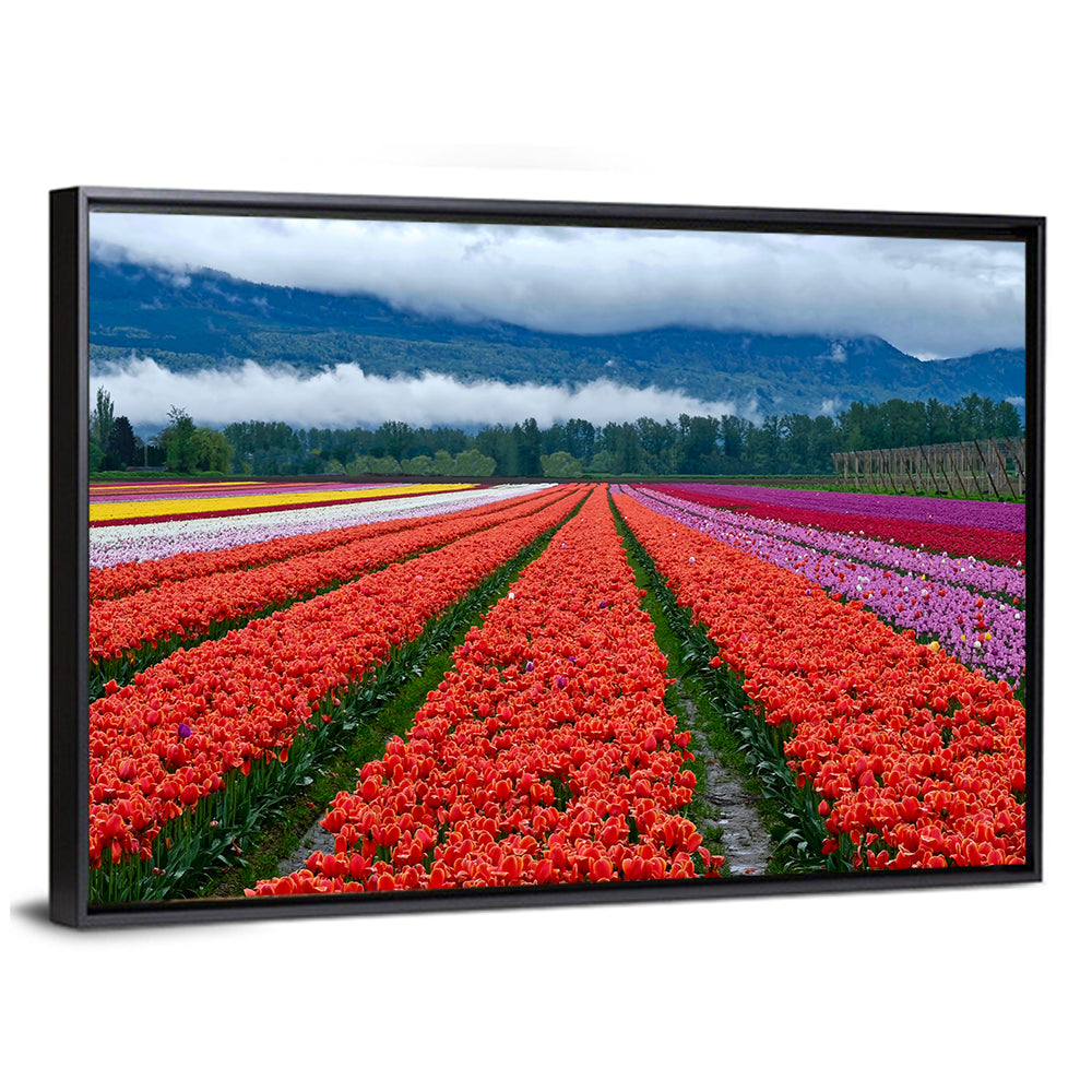 Chilliwack Tulip Festival Wall Art