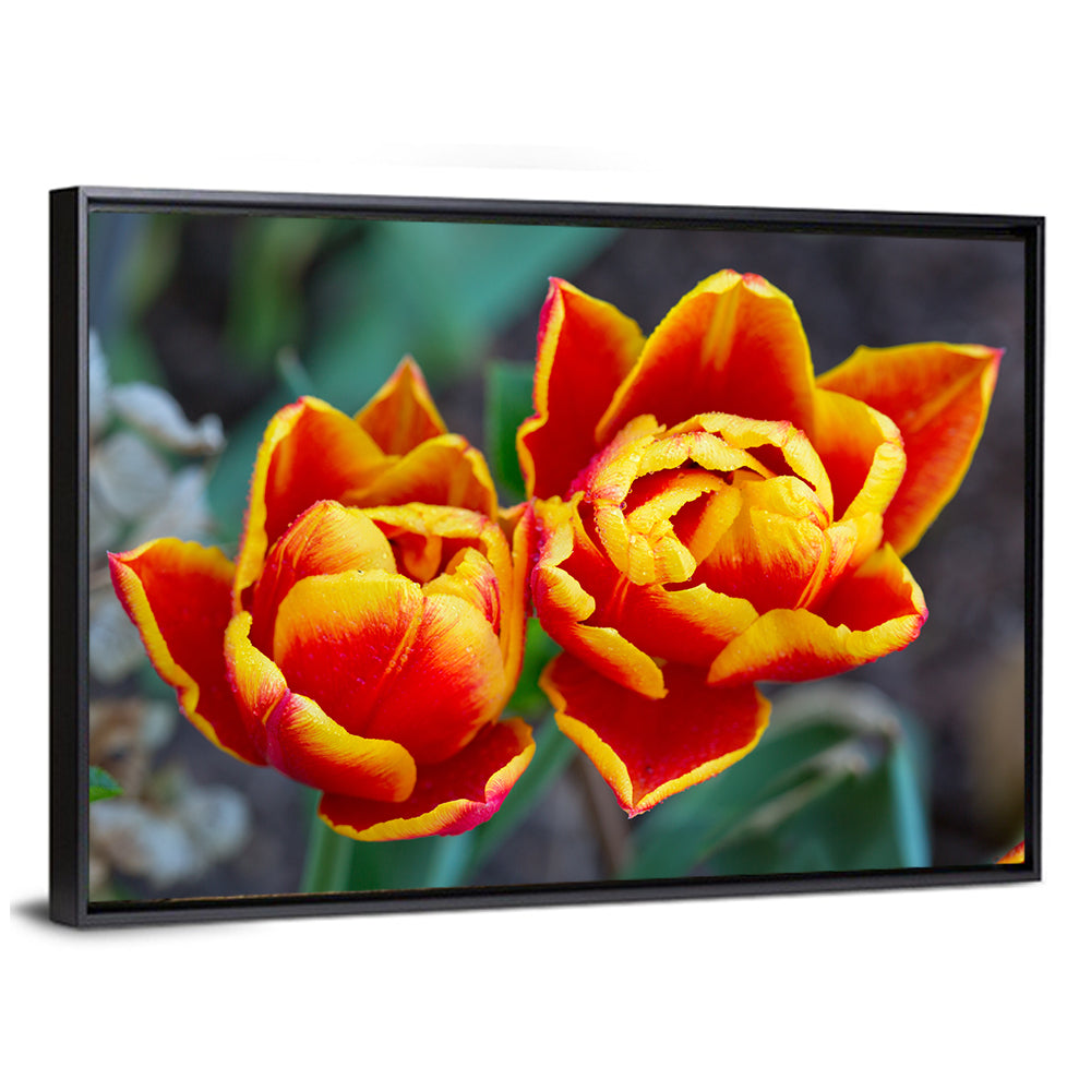 Red Tulips Close-up Wall Art