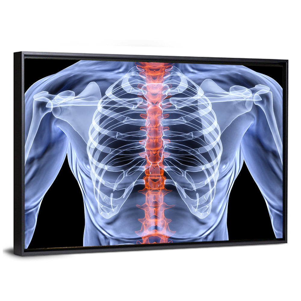 Male Spine X-ray Illustration Wall Art
