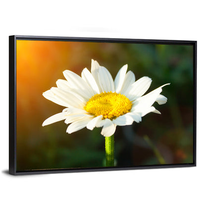 Single Daisy at Sunset Wall Art