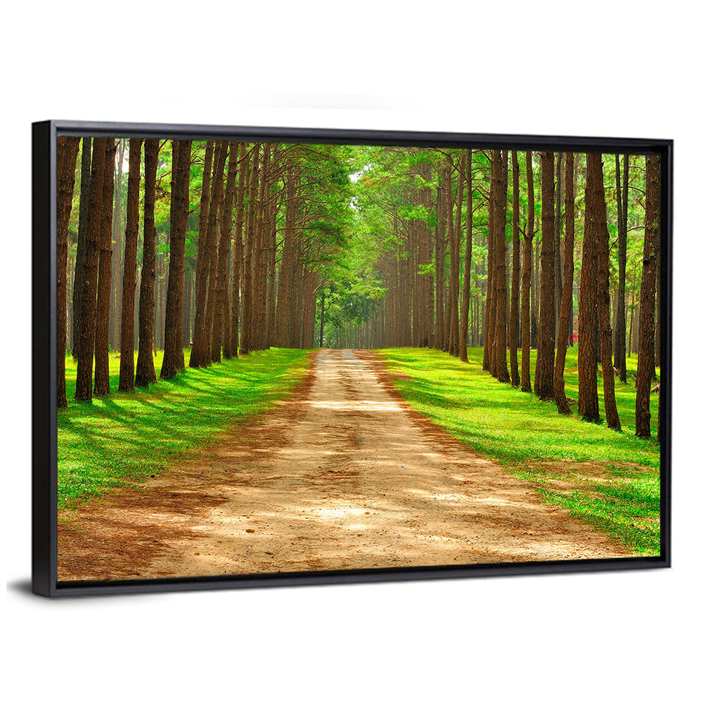 Thailand Pine Forest Path Wall Art