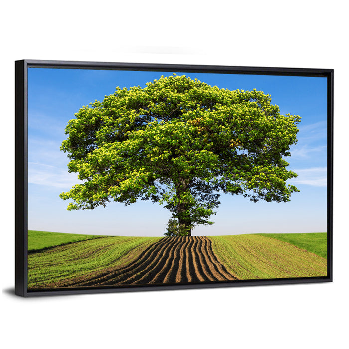 Solitary Tree on Plowed Hill Wall Art as a framed canvas