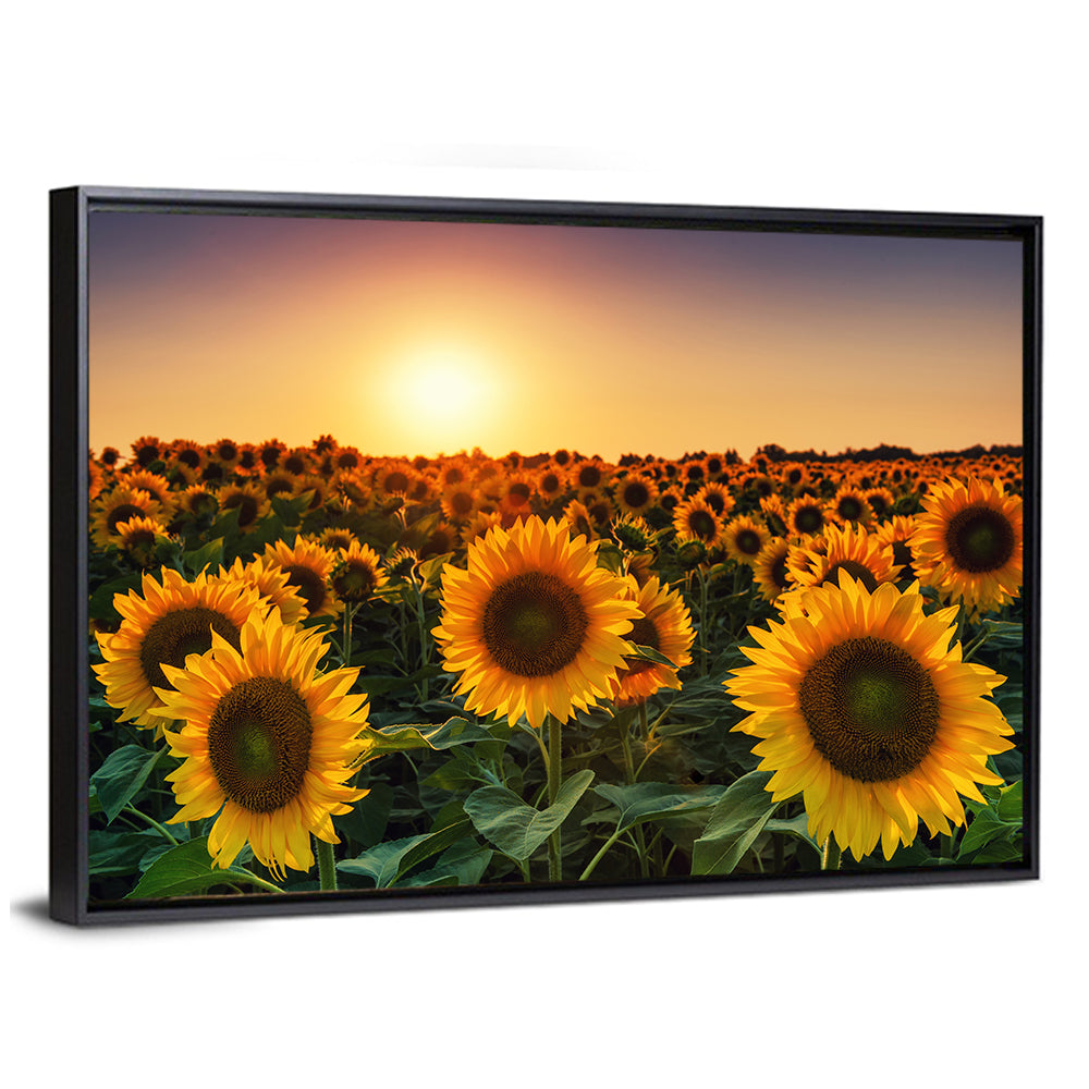 Sunflower Field at Sunset Wall Art