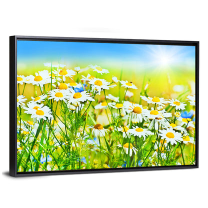 Sunlit Daisy Field Wall Art