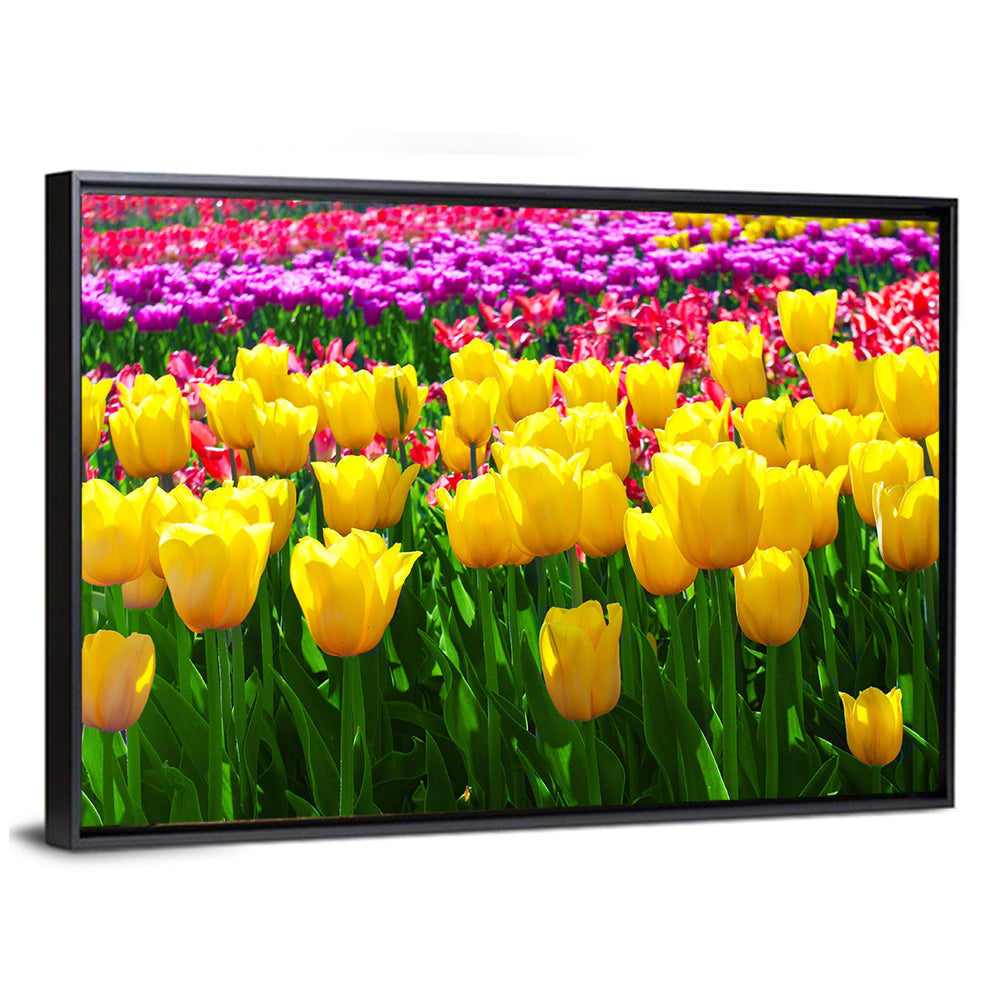 Yellow Tulips in Bloom Wall Art