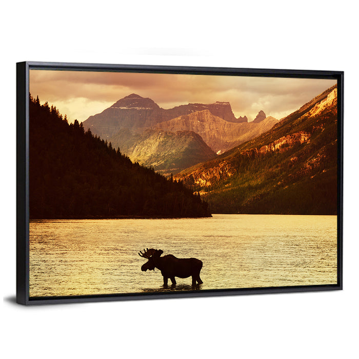 Waterton Lakes Moose at Golden Dusk Wall Art as a framed canvas