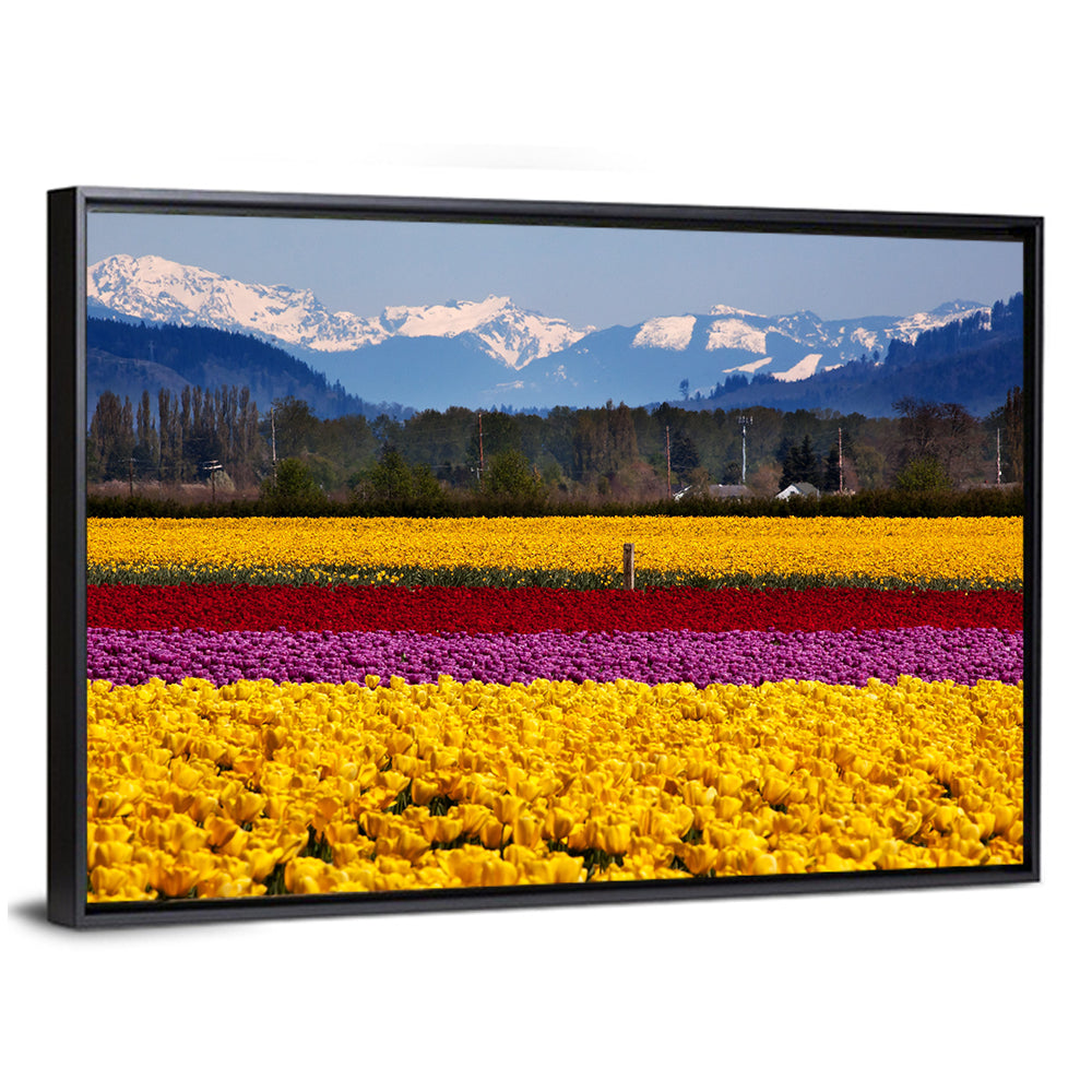 Skagit Valley Spring Daffodils Wall Art