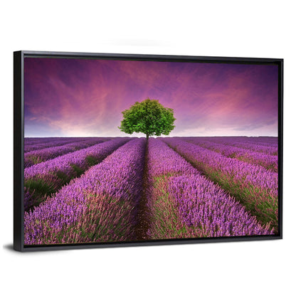 Lavender Field at Sunset Wall Art