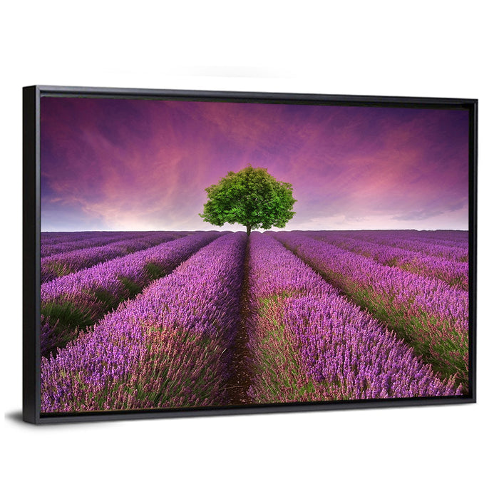 Lavender Field at Sunset Wall Art as a framed canvas