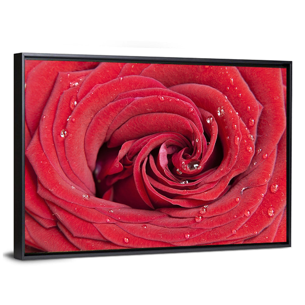 Crimson Rose Spiral Closeup Wall Art
