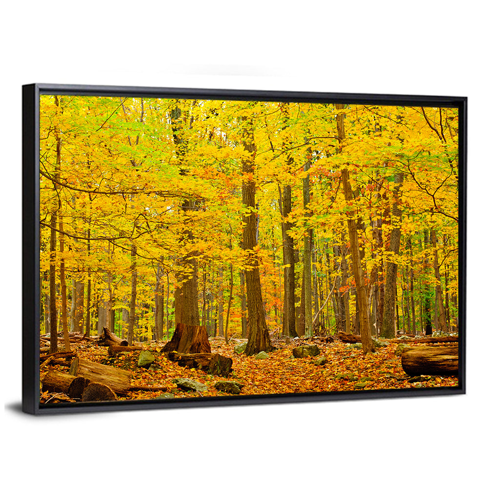 Catoctin Autumn Forest Wall Art