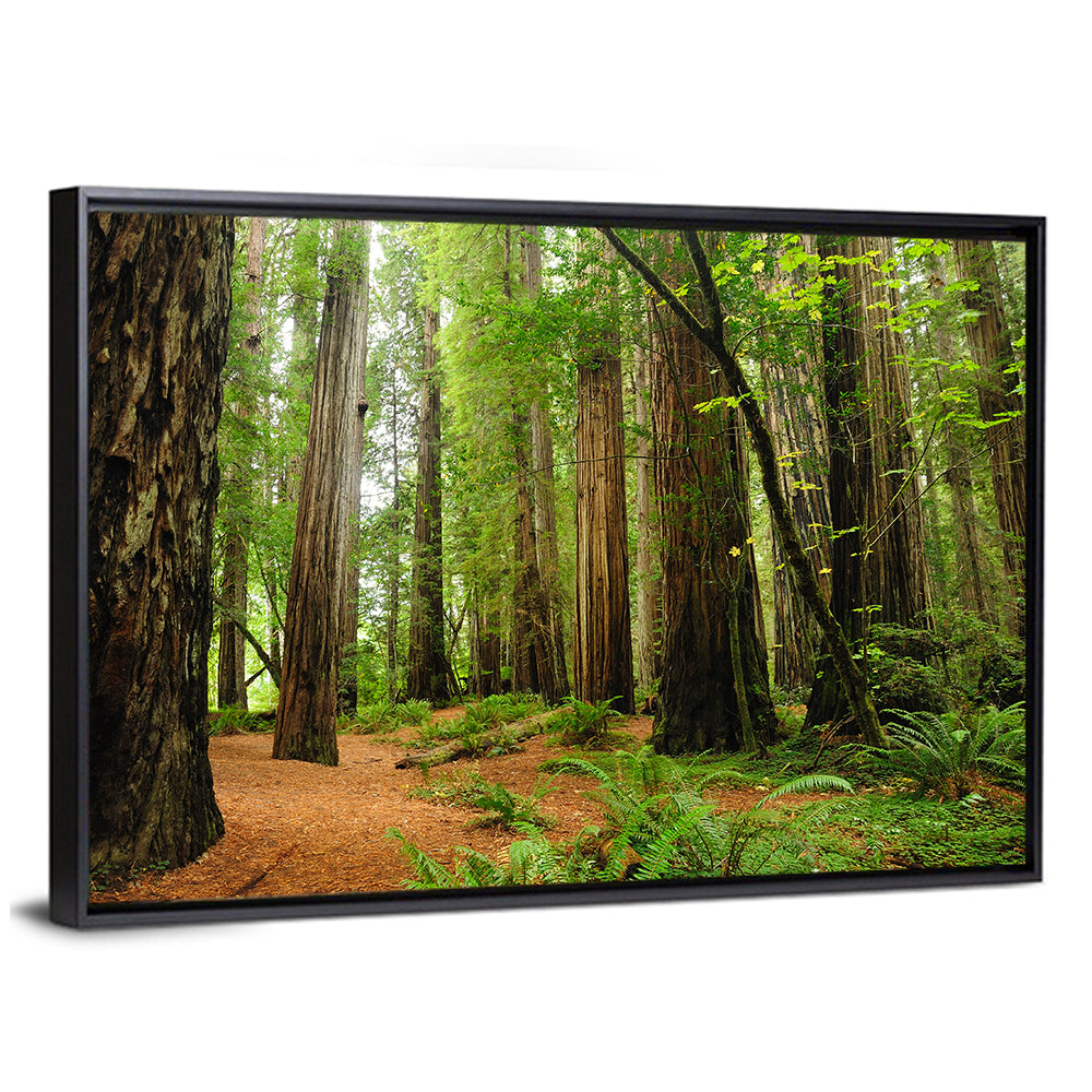 Towering Redwood Canopy Wall Art