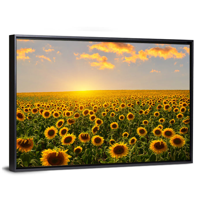 Sunflower Field at Sunset Wall Art as a framed canvas