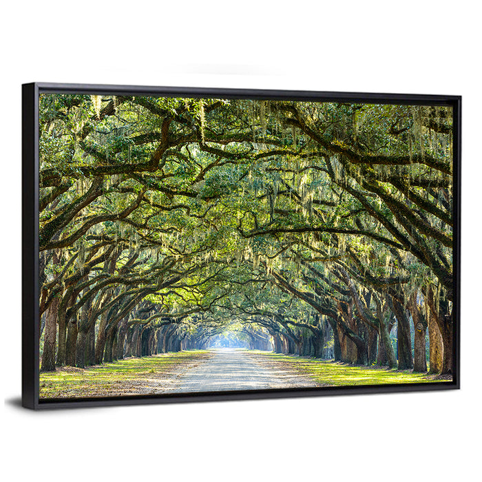 Spanish Moss Oak Alley Wall Art as a framed canvas