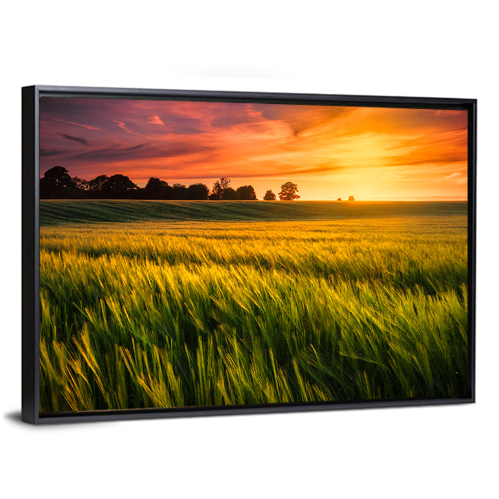 Wheat Field at Golden Hour Wall Art