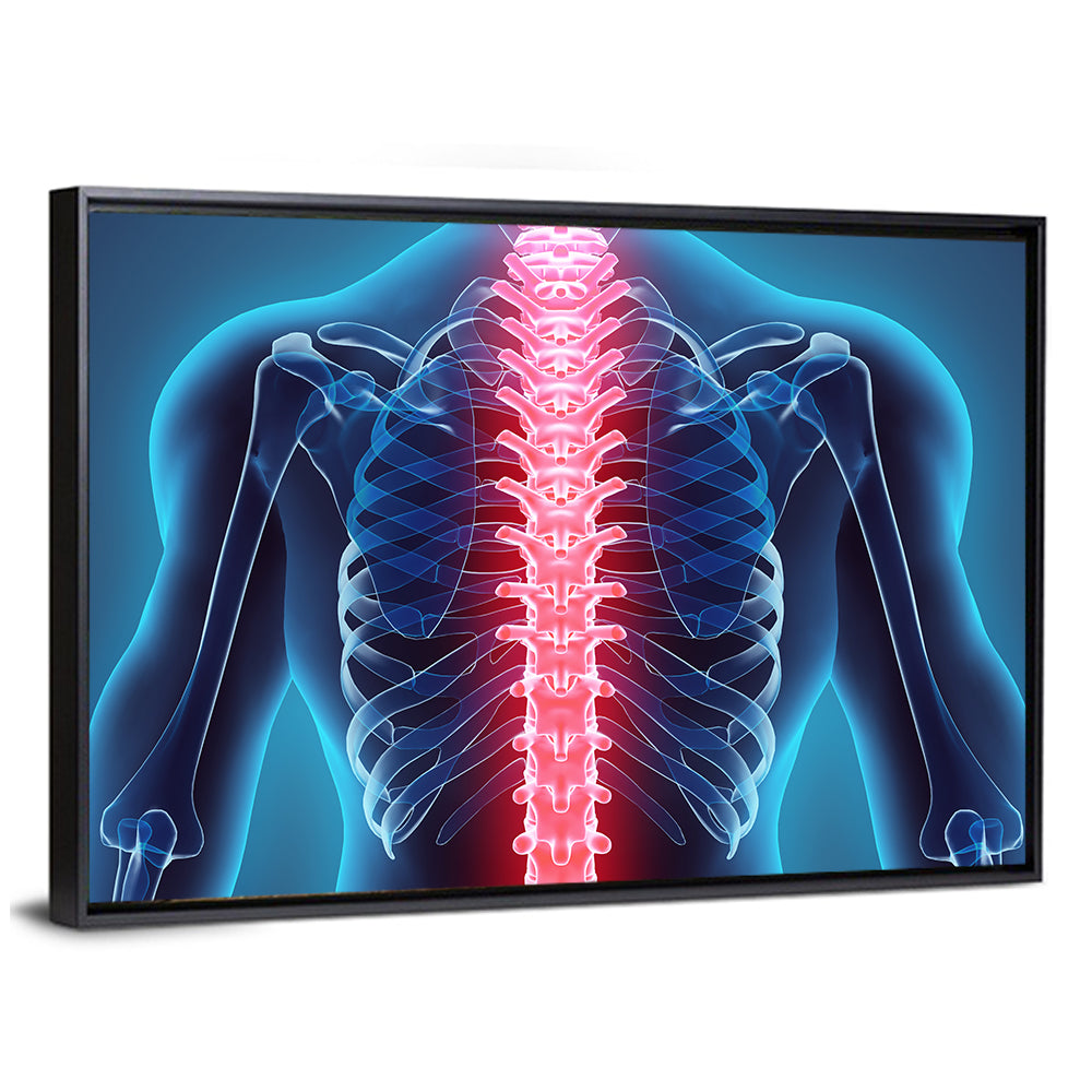 Human Spine Anatomy Illustration Wall Art