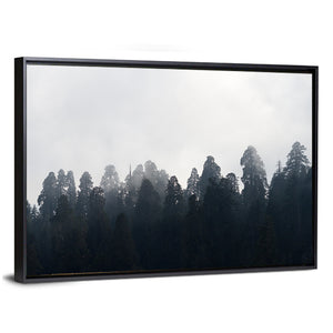 Redwood Forest In Mist Wall Art