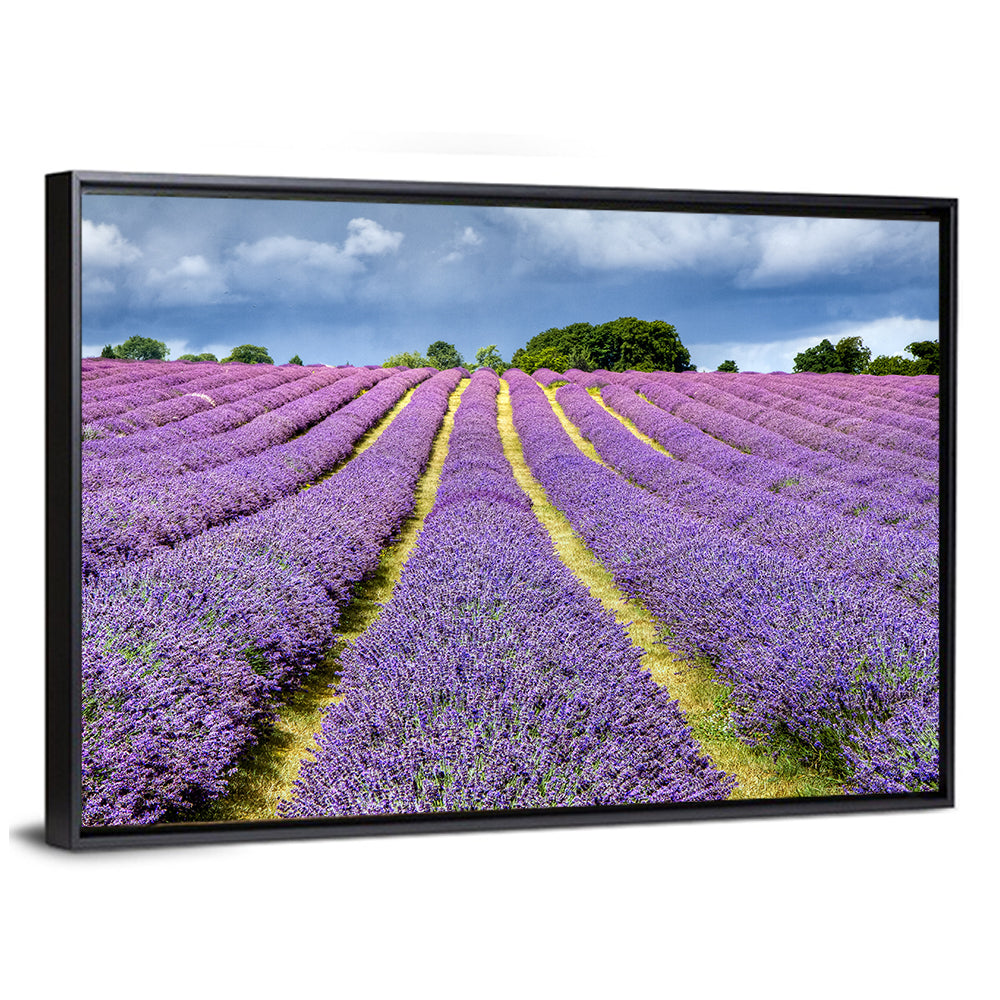 Banstead Lavender Field Wall Art