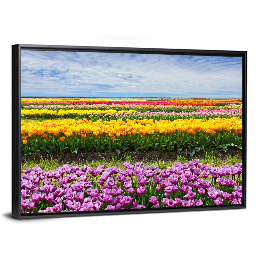 Rows of Colorful Tulip Fields Wall Art
