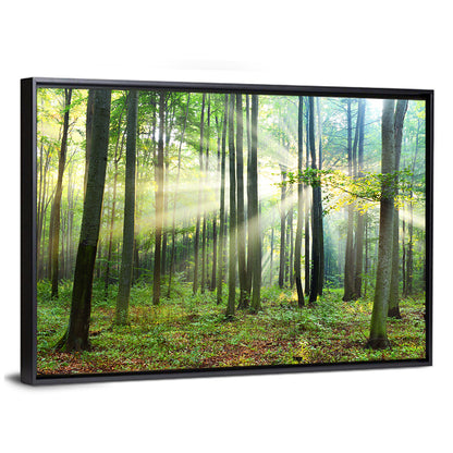Morning Light in the Forest Wall Art