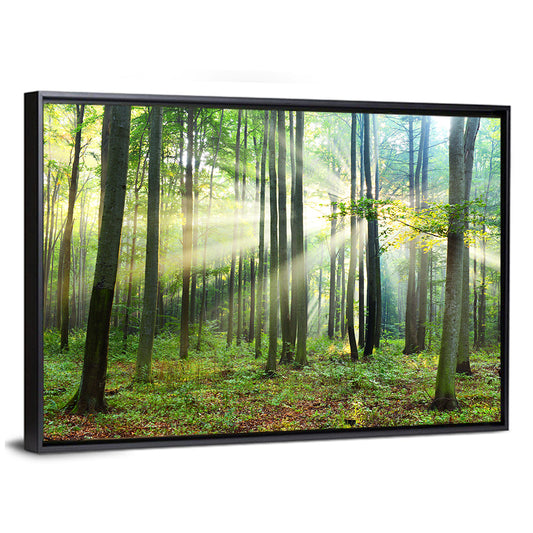 Morning Light in the Forest Wall Art