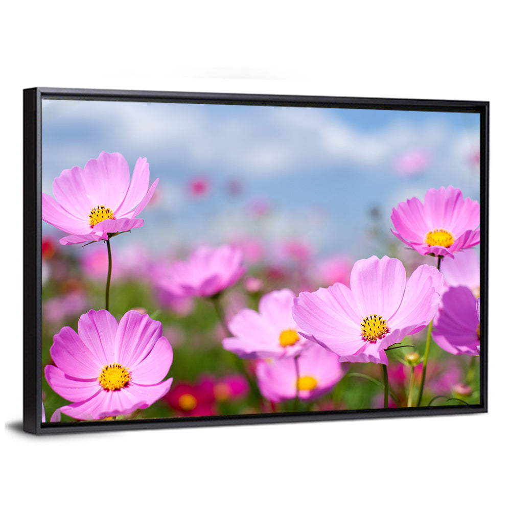 Pink Cosmos Meadow Under Blue Sky Wall Art