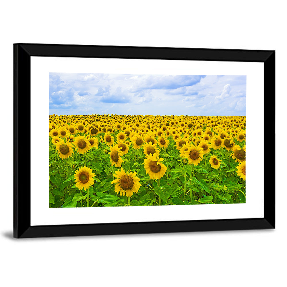 Sunflower Field Under Blue Sky Wall Art