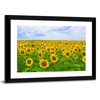 Sunflower Field Under Blue Sky Wall Art