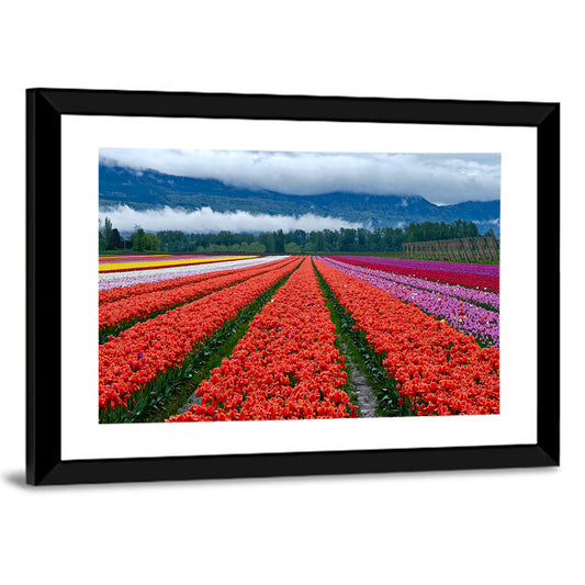 Chilliwack Tulip Festival Wall Art